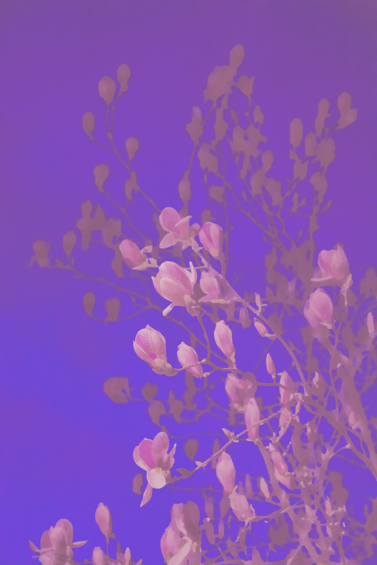 Magniolia II 
