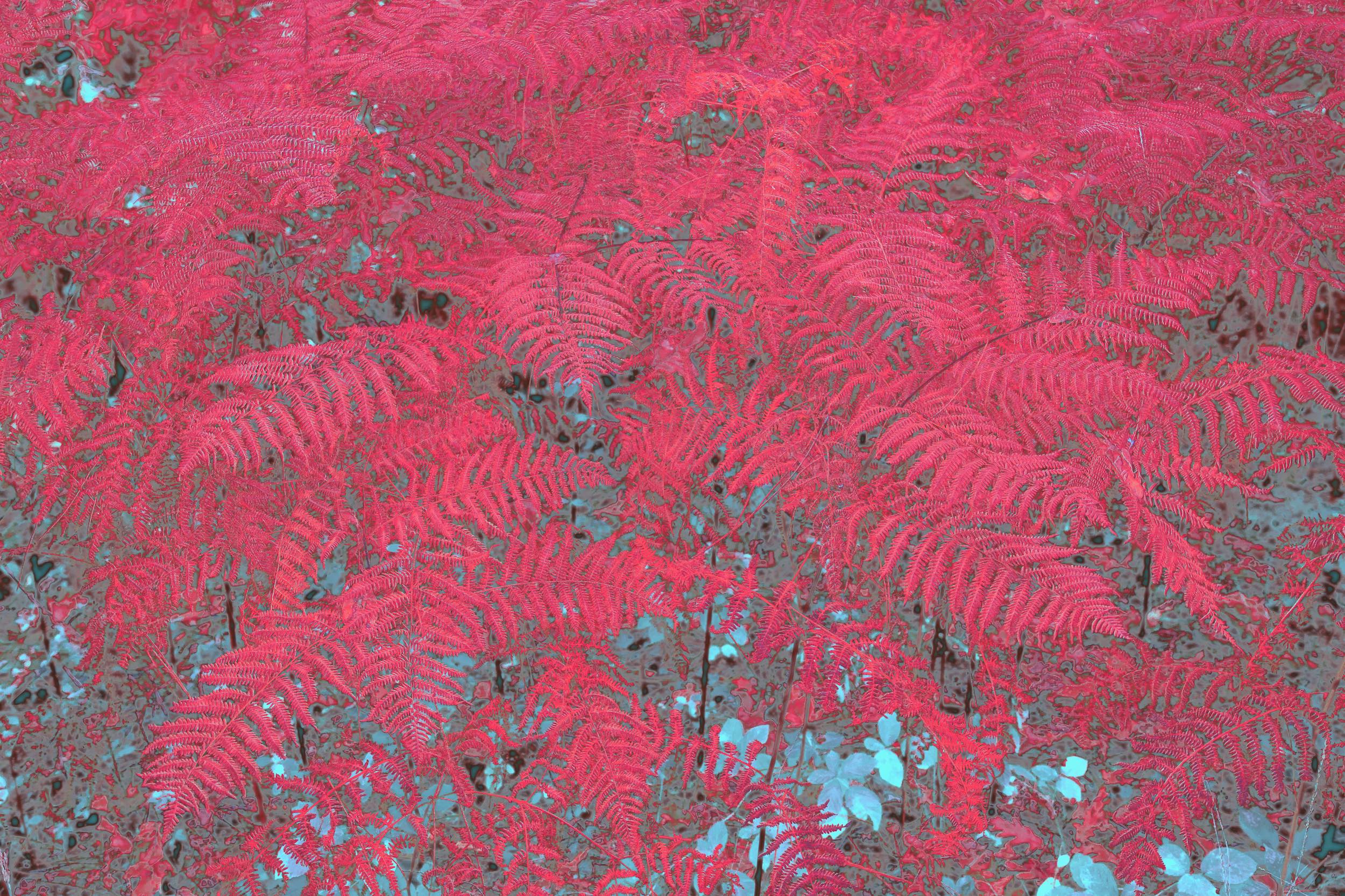 Pink Ferns