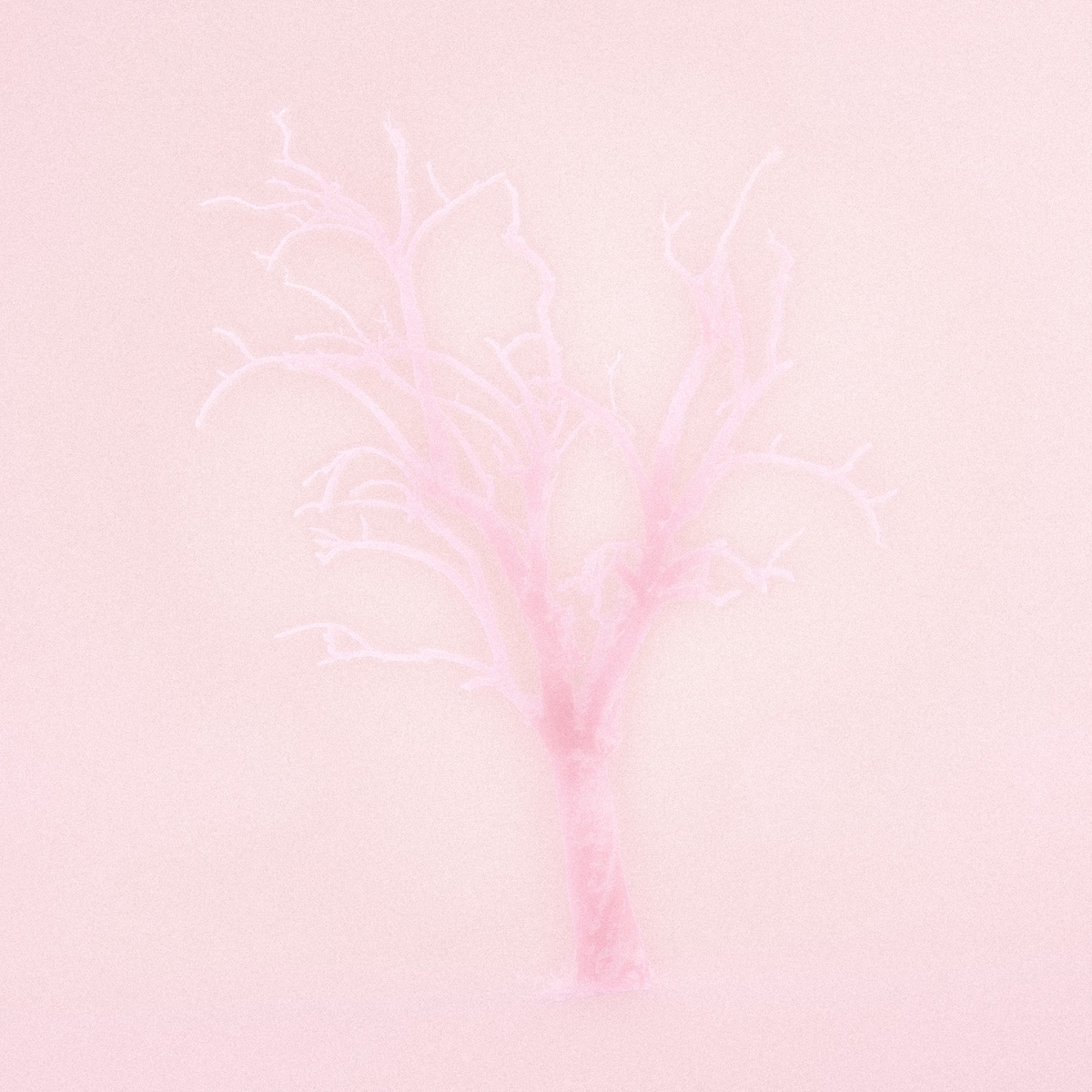 arbre en silhouette