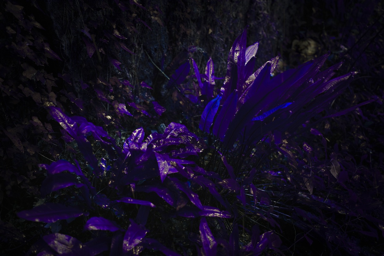 plante violette 