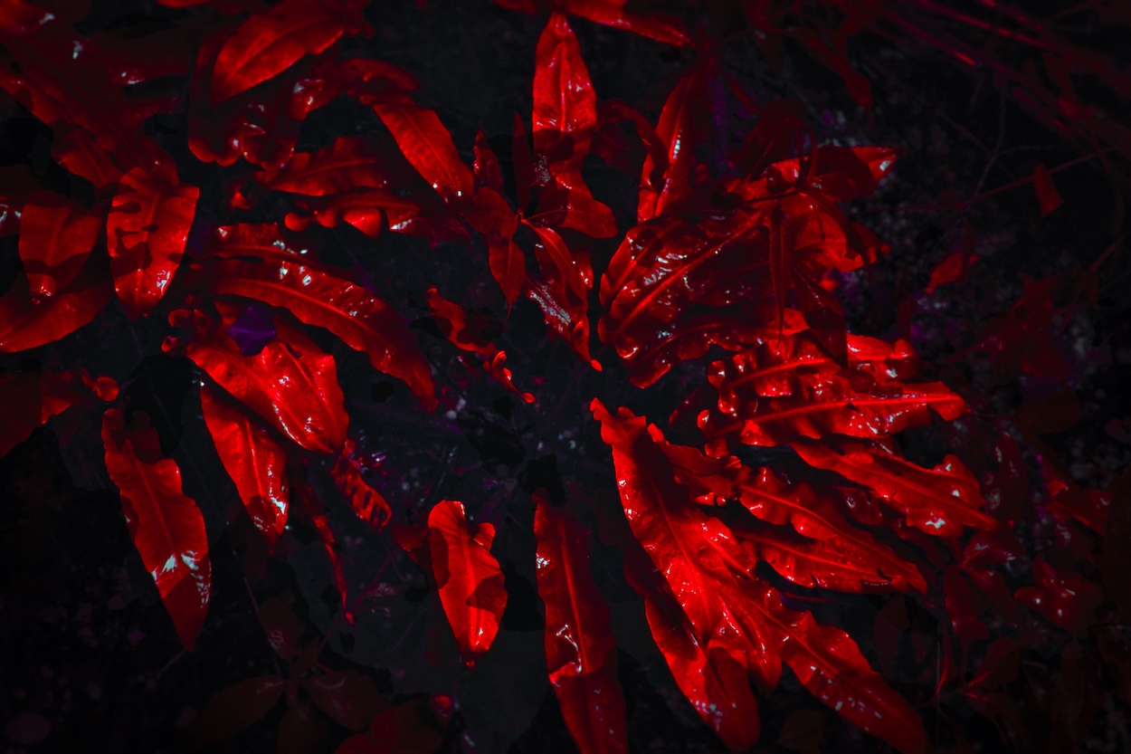 plante rouge 