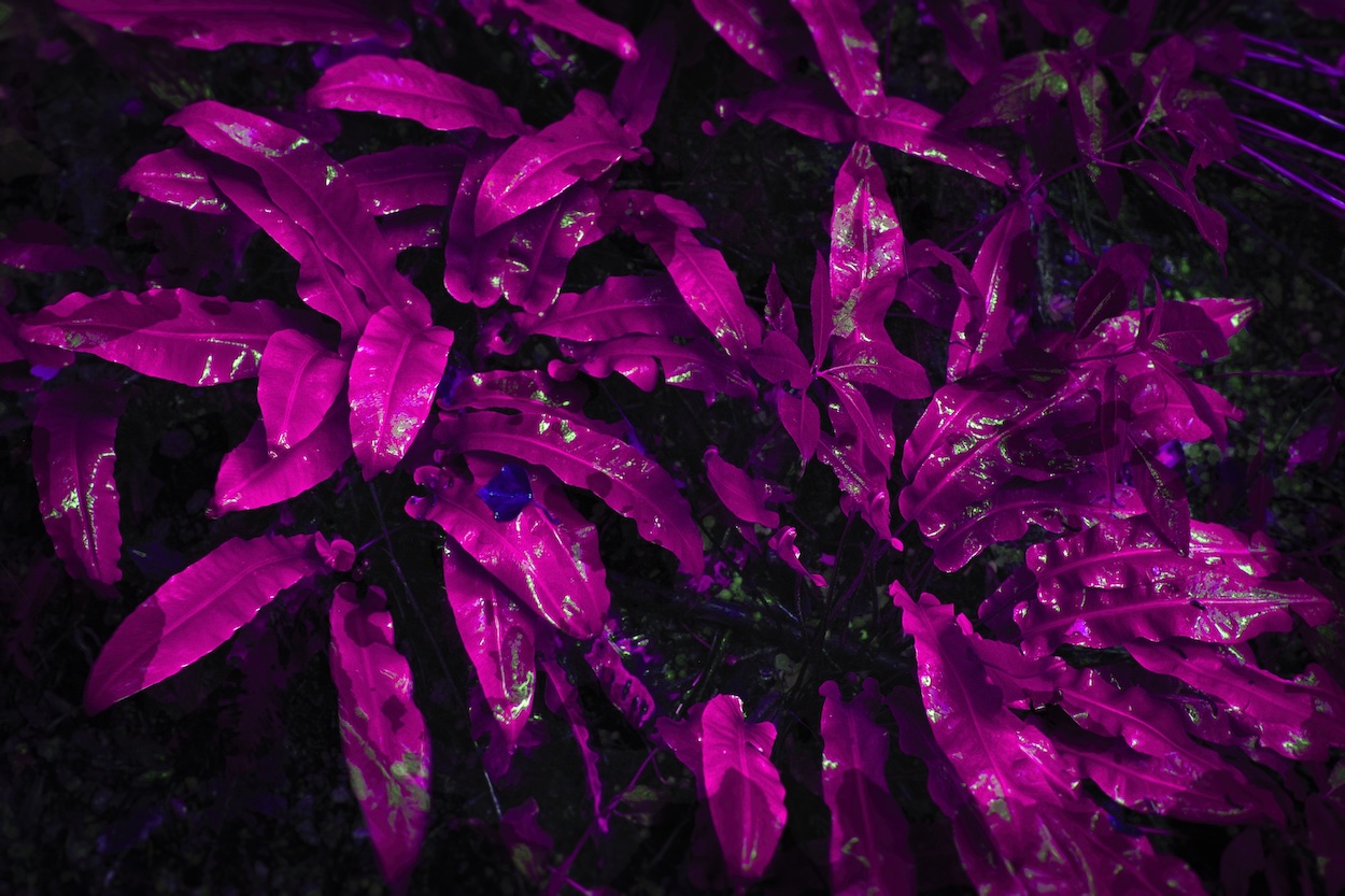 plante rose
