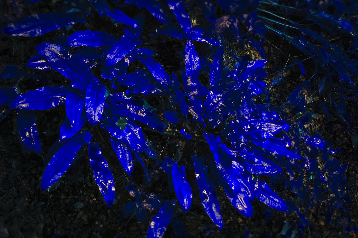 plante bleue