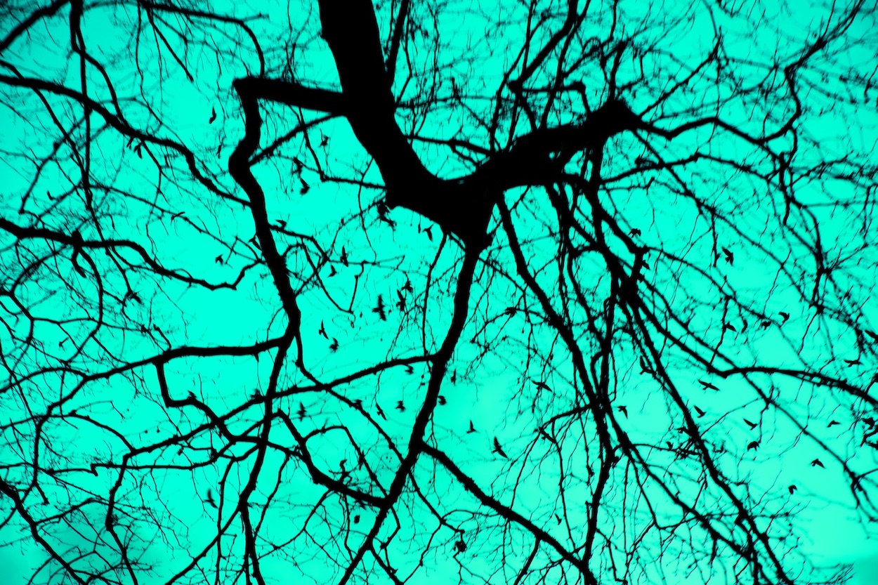 arbre à corbeau I