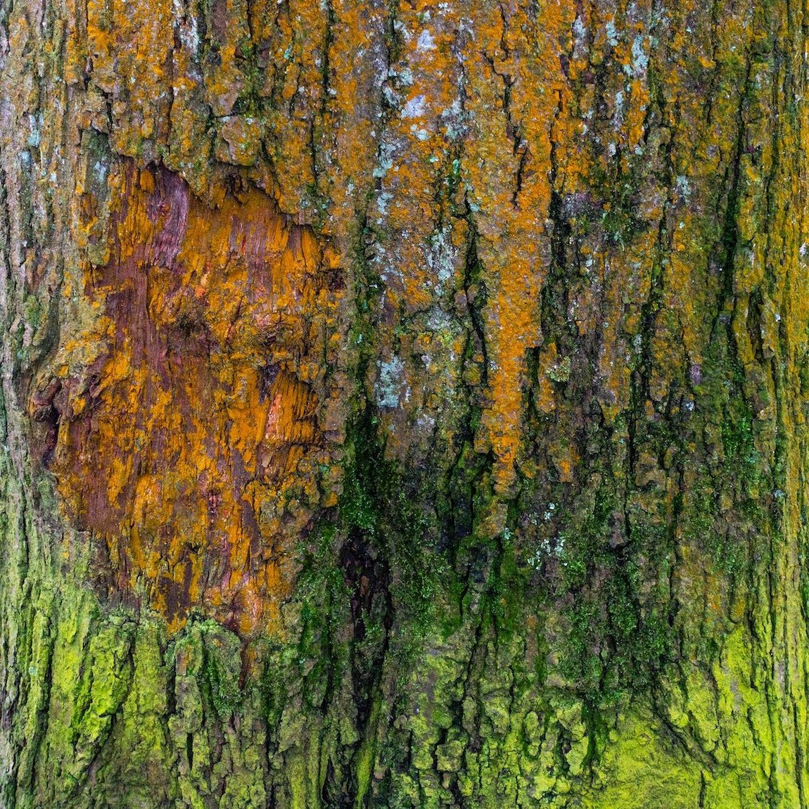 natural bark painting