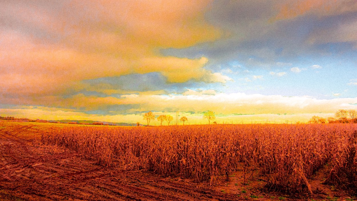 corn field 