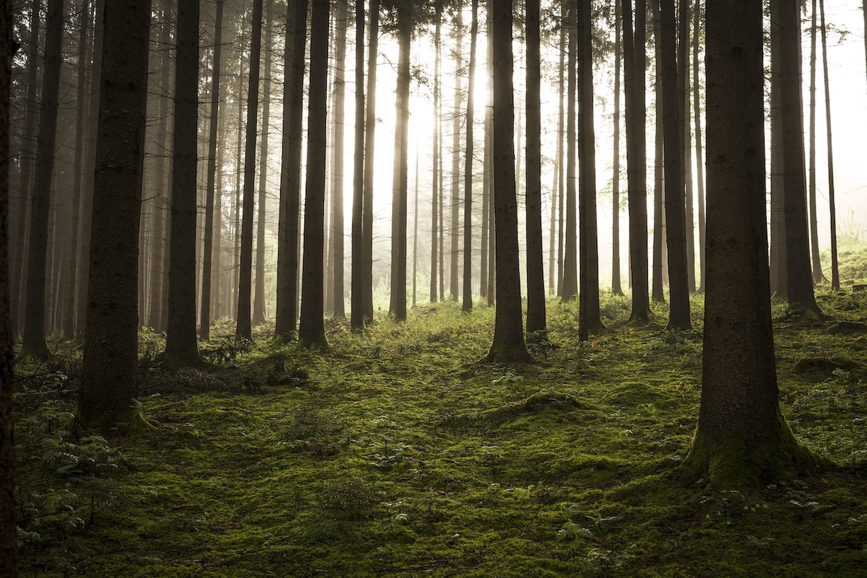 Forest light