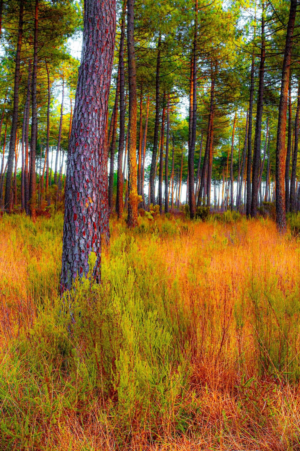  landes