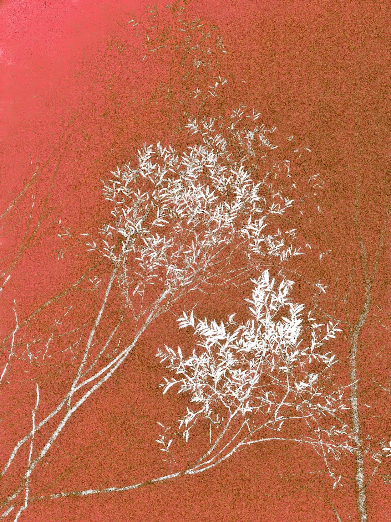 feuillage blanc II 
