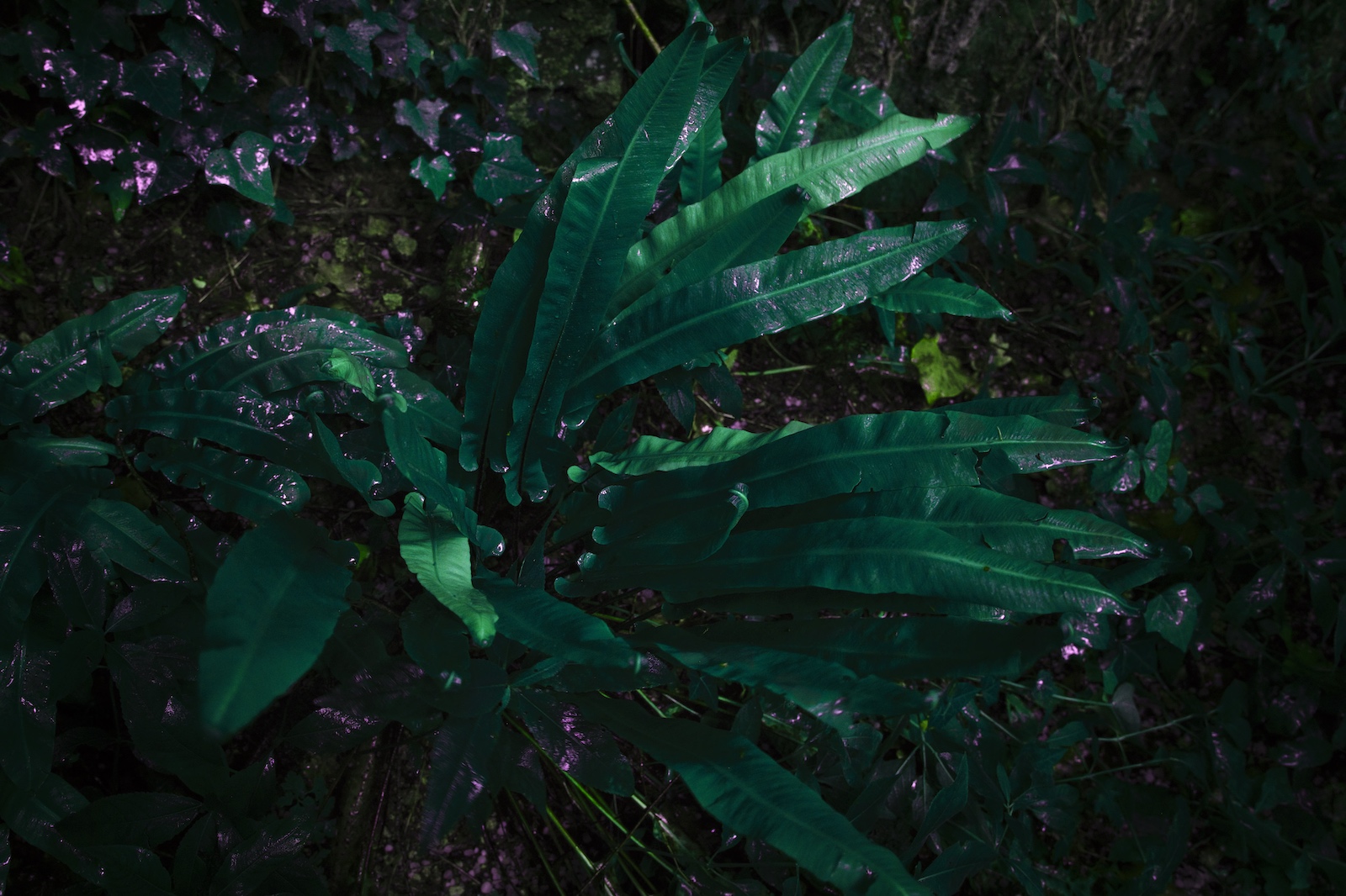 plante verte & poussière d'étoile