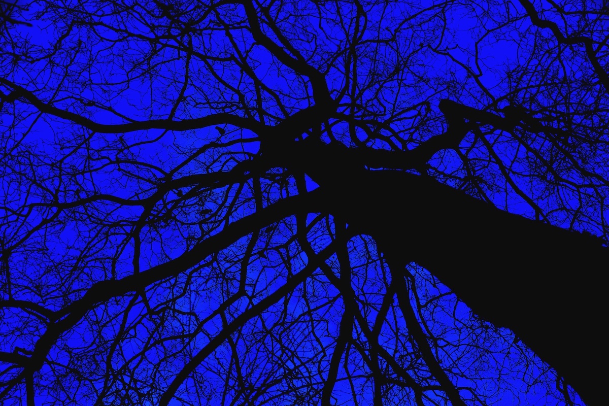 arbre à corbeau III 